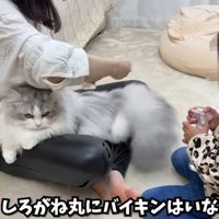 ブラッシングのお手伝い2