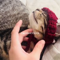 手編みニット帽をかぶってママに撫でられる子猫