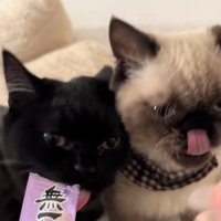 チュールを食べている2匹の猫