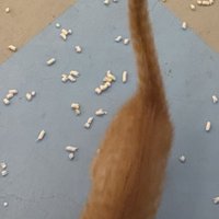 子猫のピンと上げた尻尾