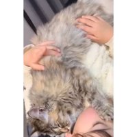 抱かれている猫