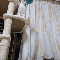 頭に向かっていくボール