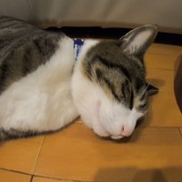 横たわる猫の寝顔のアップ