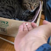 手に薬を乗せて猫に差し出す