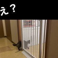 柵の隙間を通り抜ける子猫
