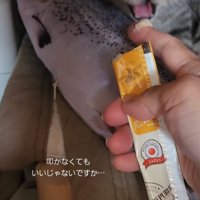 威嚇する猫