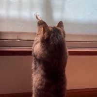 ヤモリを捕まえようとする猫