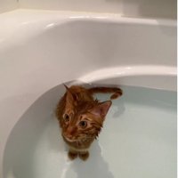 お風呂に入っている猫