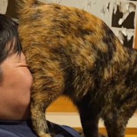 飼い主の顔におしりを押しつける猫