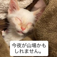目を閉じる子猫