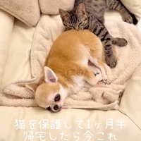 再び眠る子猫