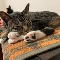 肉球見せ寝するチコちゃん