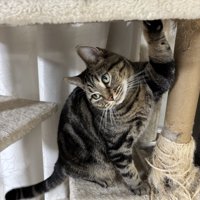 サラリーマンみたいな猫