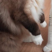 地面から浮かせたラグドールの前足