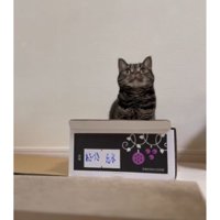 箱に入る猫