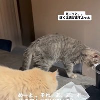 逃亡