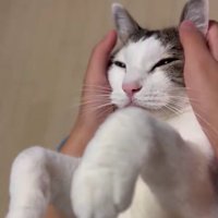 マッサージされている猫