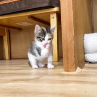 グルーミングする子猫