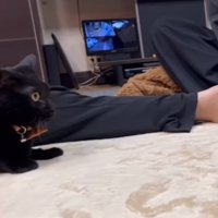 驚いた様子の猫