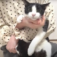 人に抱かれている猫