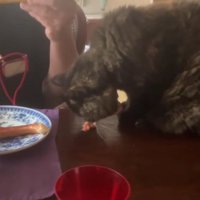 食卓で魚を食べる猫