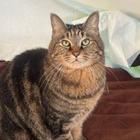 カメラ目線の猫