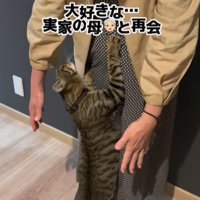 女性に甘える猫