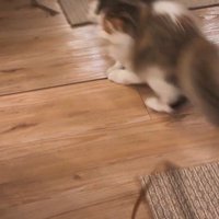 鏡に攻撃をしている子猫