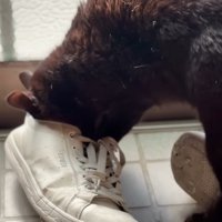 靴の中に顔を入れたアップ