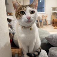 真顔で見ている猫