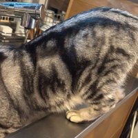 猫のおしり反対側