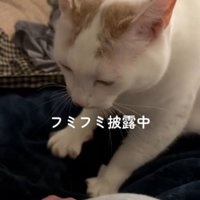ベッドに置いてある毛布を前足で踏む猫
