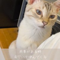 飼い主から視線をそらす猫