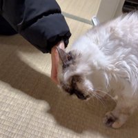 高齢の猫