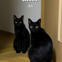 2匹の黒猫