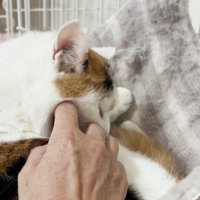 くつろいでいる猫を撫でる投稿者