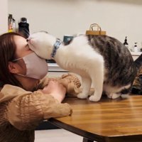 ママさんの顔にスリスリするサバ白猫
