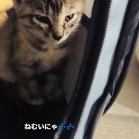 ウトウトする子猫