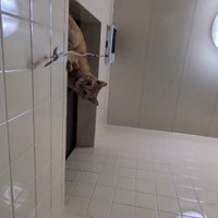 窓から下を覗く猫