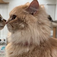 驚いて固まる猫