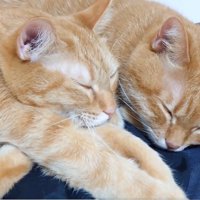 寄り添って眠る2匹の猫
