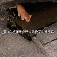 地面を舐める子猫