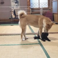 柴犬と遊ぶ黒猫の子猫