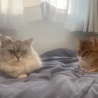 こゆきちゃんとこたつくん