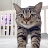 起き上がる猫