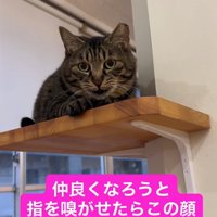 棚の上で目を丸くしながら香箱座りをしている猫（右前足だけ前に出ている）