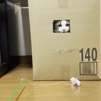 なかなか開けれないおでこちゃん