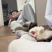 あくびする猫