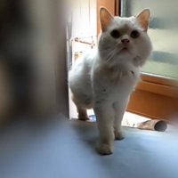 慎重に室内へ足を踏み入れるシロちゃん