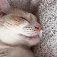猫の寝顔